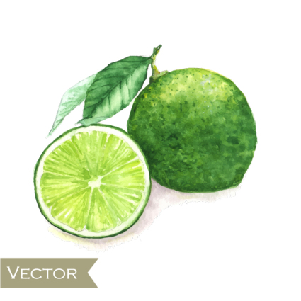 Water painting green lemons vector material