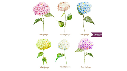 6 beautiful watercolor hydrangea Vectors