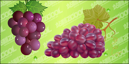 bunch of grapes vector material