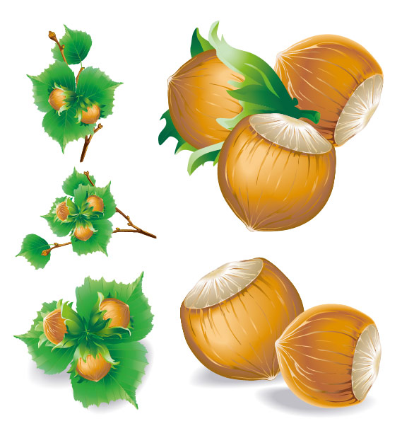Vector 5 chestnuts