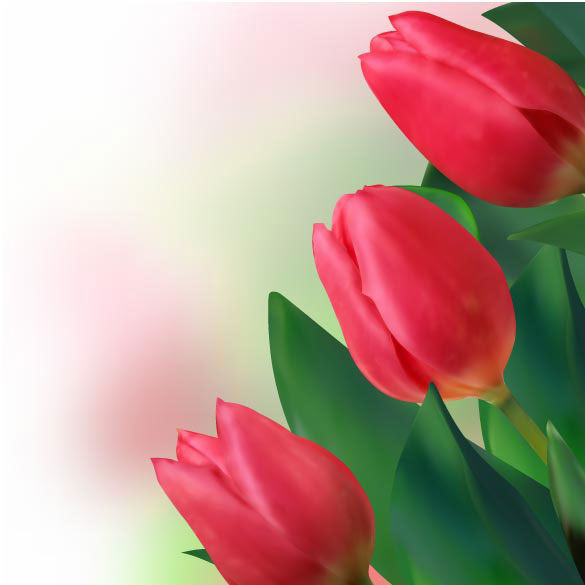 Bright tulips 02 - vector