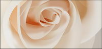Vector white roses close-up material