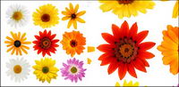 Colorful daisy picture material