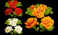 What a beautiful rose Vector		