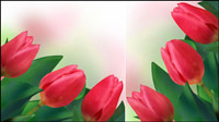 Bright tulips 02 - vector