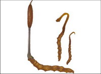 Vector Cordyceps