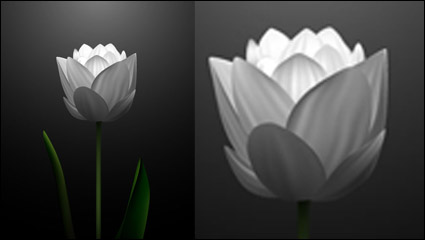 White tulips vector material -2