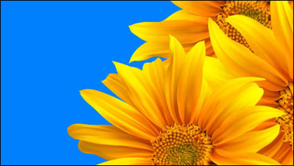 Realistic sunflower - Vector 